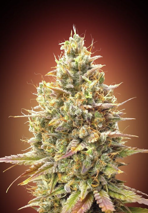 Advanced Seeds - Auto Strawberry Banana